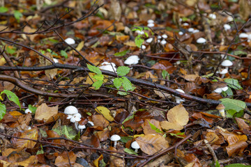 kleine Pilze im wald