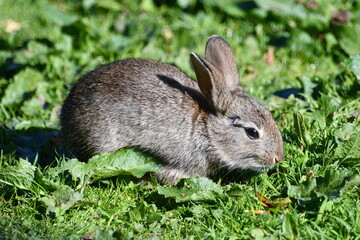 Baby bunny enjoying the sun