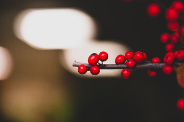 Holly branches with red Christmas berries in background with selective blur