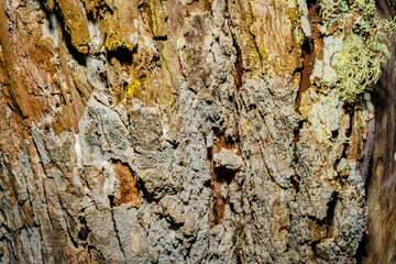 Tree bark close up texture background