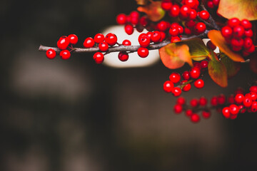 Holly branches with red Christmas berries in background with selective blur