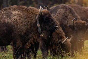 Fototapeta premium impressive giant wild bison grazing peacefully in the autumn scenery