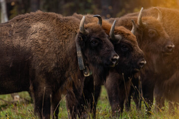 
impressive giant wild bison grazing peacefully in the autumn scenery