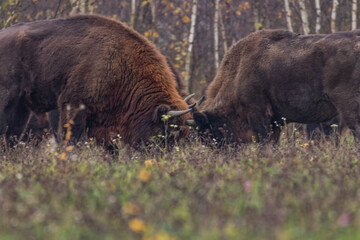
impressive giant wild bison grazing peacefully in the autumn scenery