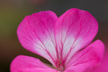 Fototapeta na wymiar ピンクの花