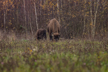 
impressive giant wild bison grazing peacefully in the autumn scenery