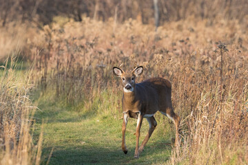 Young white-tailed deer in autumn