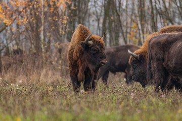 
impressive giant wild bison grazing peacefully in the autumn scenery