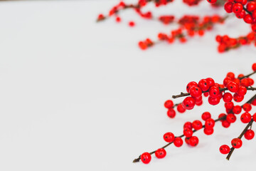 Single sprig of simple holly with bright Christmas red berries on white background