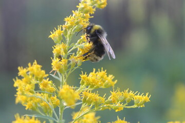 bee