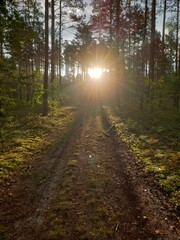 Naklejka premium path in the forest