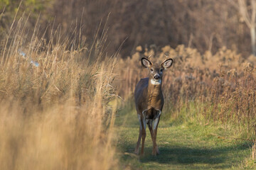 Young white-tailed deer in autumn