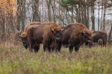 
impressive giant wild bison grazing peacefully in the autumn scenery