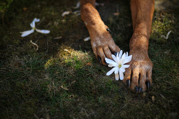 Dog paws and flowers