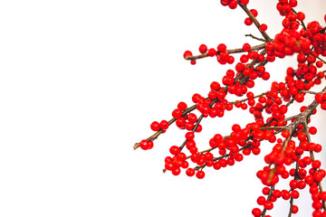 Single sprig of simple holly with bright Christmas red berries on white background - Powered by Adobe