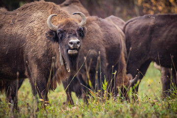 
impressive giant wild bison grazing peacefully in the autumn scenery
