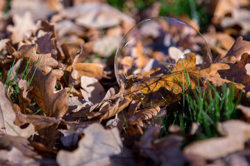 A soap bubble lies on the bright autumn foliage.