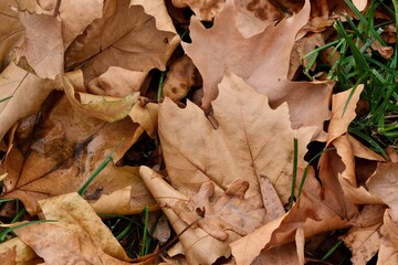 Colorful autumn maple leaf close-up on the ground. Art photography.