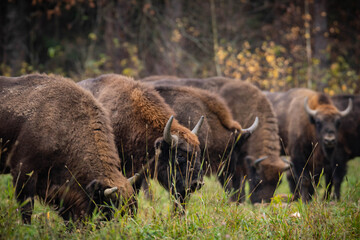 
impressive giant wild bison grazing peacefully in the autumn scenery
