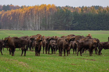 
impressive giant wild bison grazing peacefully in the autumn scenery
