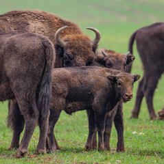 
impressive giant wild bison grazing peacefully in the autumn scenery
