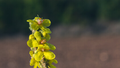 Detail of yellow verbascum flowers with orange stamens covered with dew drops