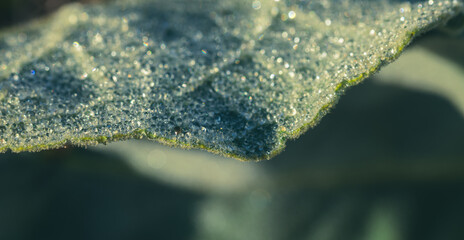 Leaves covered in dew drops in the morning