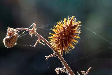 Dried seeds with spikes in the field