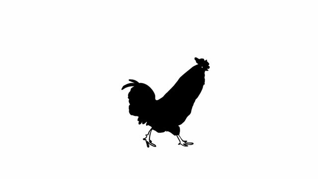 Walking rooster (seamless loop animation)