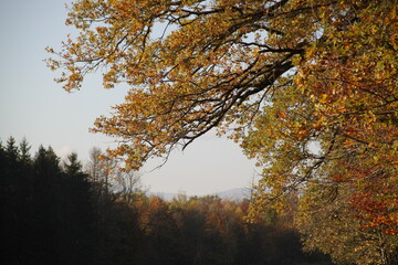 Fototapeta premium Paysage forestier à l'automne