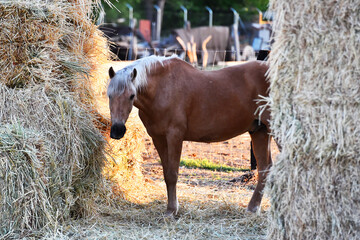 caballo español