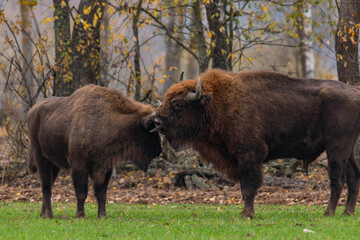 
impressive giant wild bison grazing peacefully in the autumn scenery