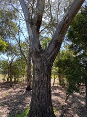 Close up of the fork in the branches of a gum tree, Melbourne Australia