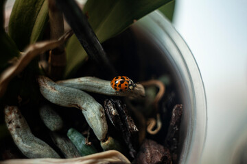 Mariquita, Vaquita de San Antonio, Coccinellidae. Explorando las raices de una orquidea en casa en...