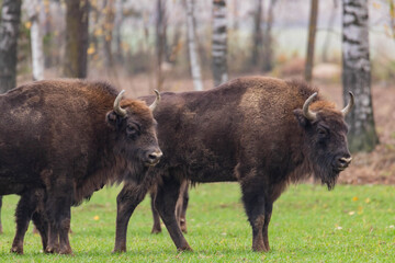 impressive giant wild bison grazing peacefully in the autumn scenery