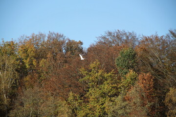 Naklejka premium Paysage forestier à l'automne