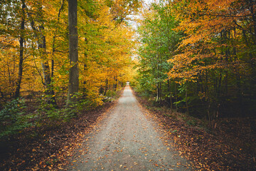 Country road on an autumnal day in a forest in Germany