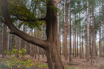 Beautiful morning in the forest, Kaapse Bossen, Doorn The Netherlands.