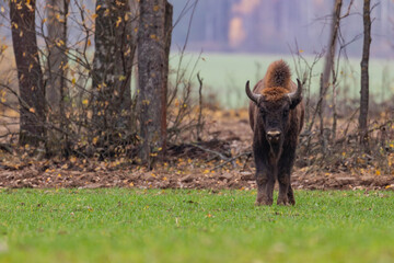  impressive giant wild bison grazing peacefully in the autumn scenery © Magdalena