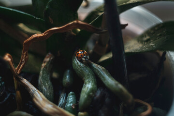 Mariquita, Vaquita de San Antonio, Coccinellidae. Explorando las raices de una orquidea. Fondo de pantalla.  insecto solo 
