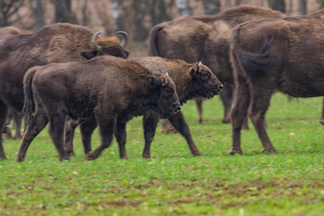 Fototapeta premium impressive giant wild bison grazing peacefully in the autumn scenery
