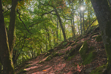 Forest in an autumnal day