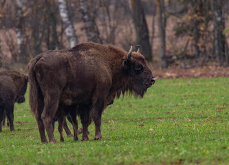 
impressive giant wild bison grazing peacefully in the autumn scenery