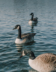 Grupo de patos de cuello negro nadando juntos en el lago de Hyde Park en Londres 