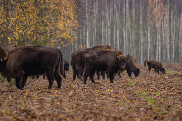 
impressive giant wild bison grazing peacefully in the autumn scenery