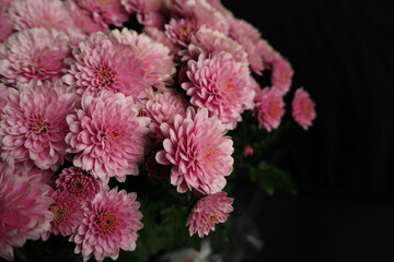 many pink chrysanthemum flower buds in a bouquet on a black background . pink autumn flowers