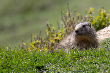 Marmote Termignon
