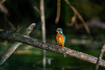 Eisvogel/Kingfisher, Tierfotografie