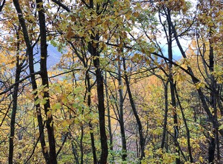 Fototapeta premium forest landscape in autumn