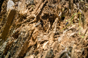 Tree bark close up texture background